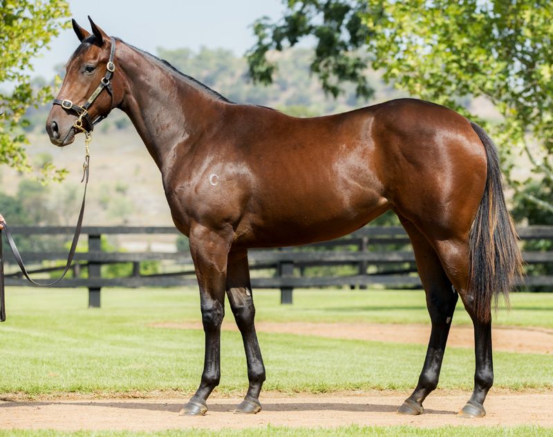 Lot 127 yearling with Gai.jpg