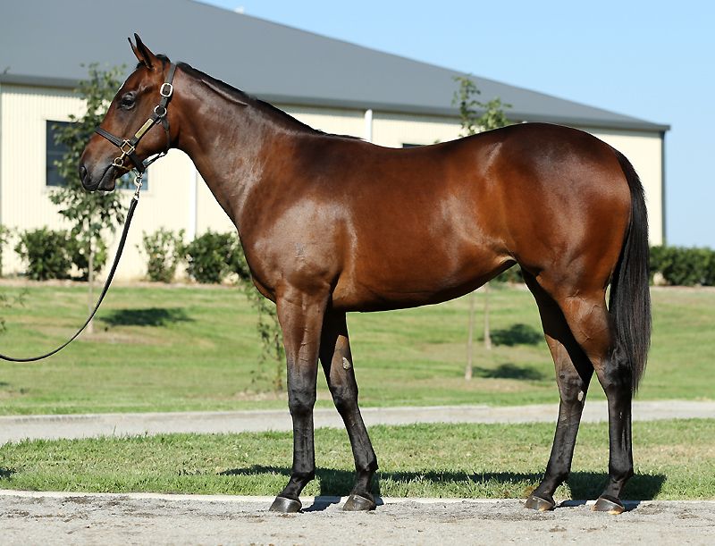 Lot 130 yearling with Gai.jpg