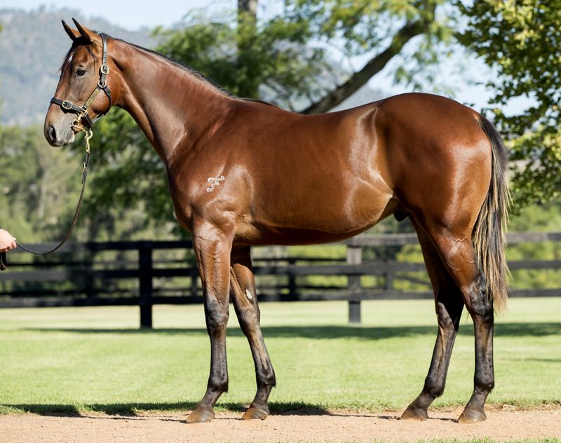 Lot 135 yearling with Gai.jpg