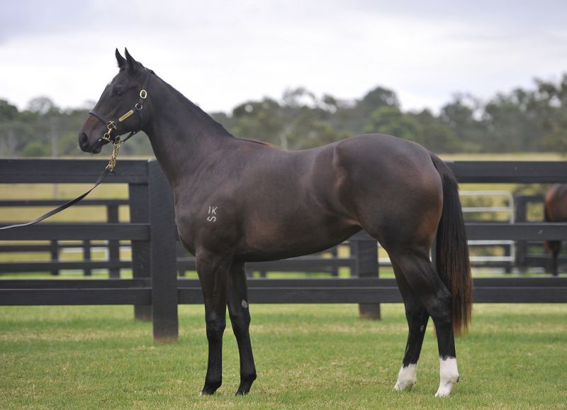 Lot 220 yearling with Gai.jpg