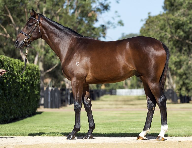 Lot 339 yearling with Gai.jpg