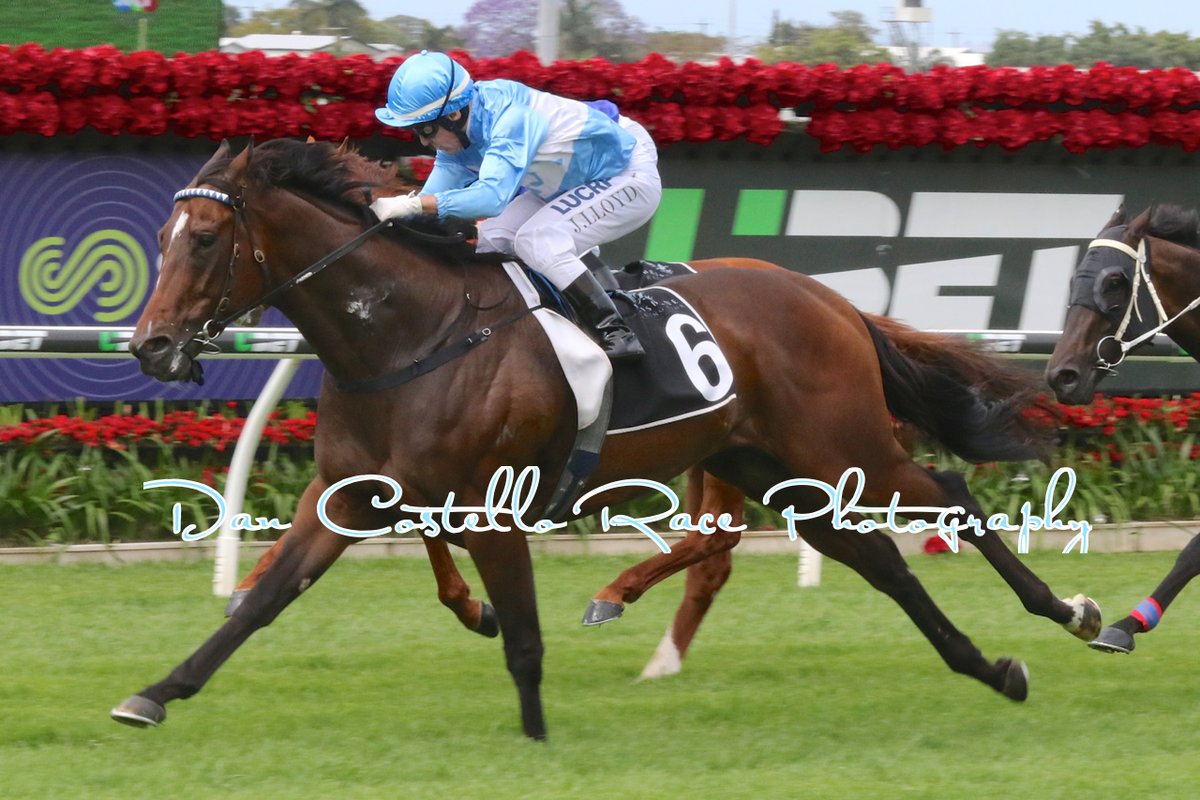 Prompt Return winning at Eagle Farm, his 3rd win from five starts for the Edmonds Racing stable. Picture: Dan Costello