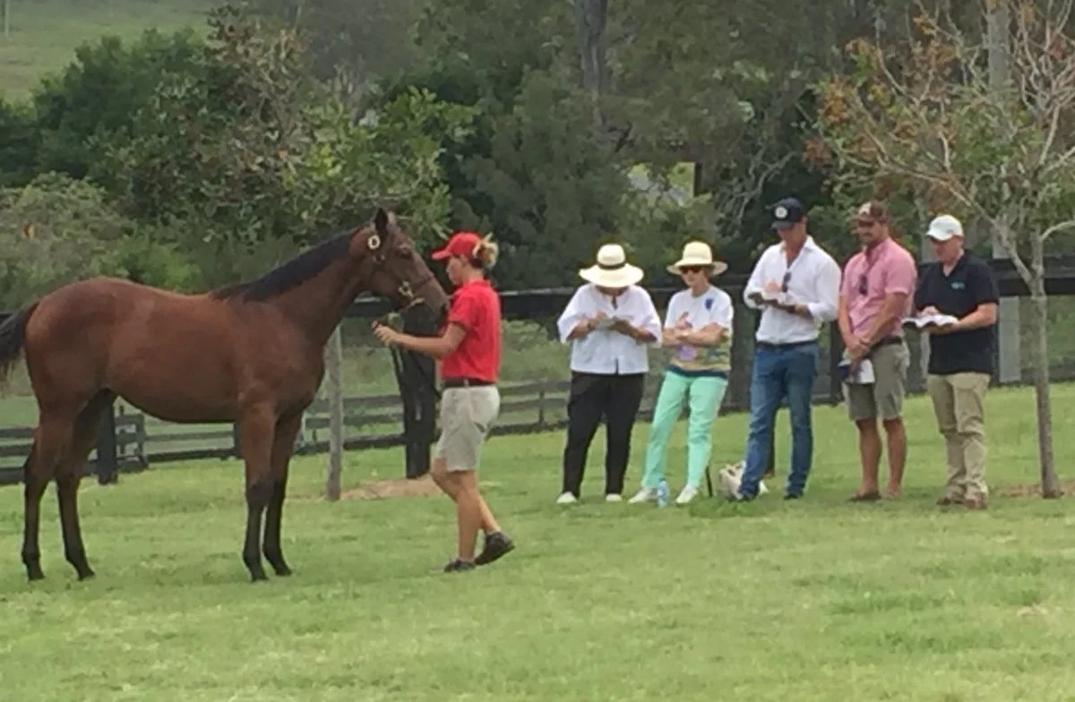 Yearling inspections for Gai Waterhouse and Julian Blaxland taking place at Queensland's Element Hill.