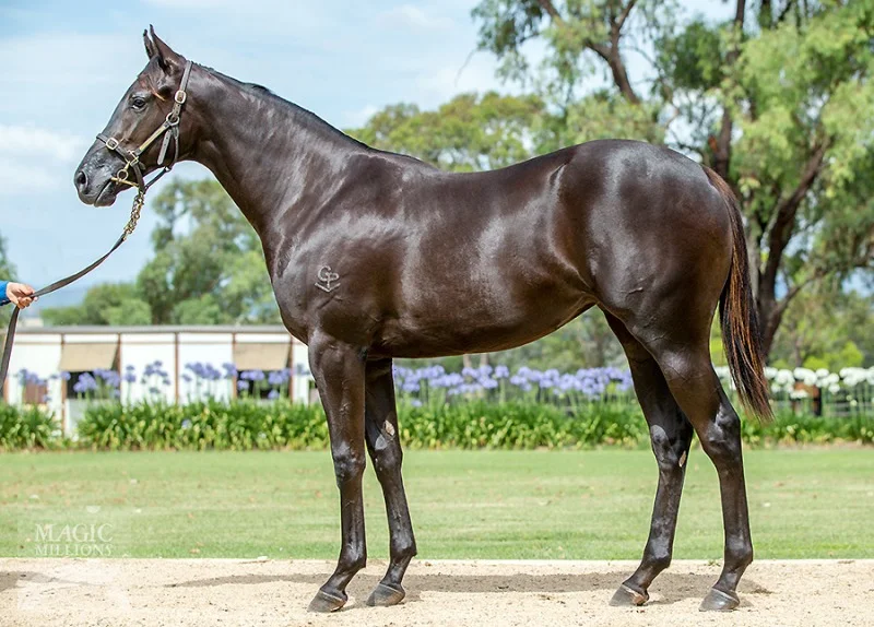 Lot 606 Lonhro x Adaline filly.jpg