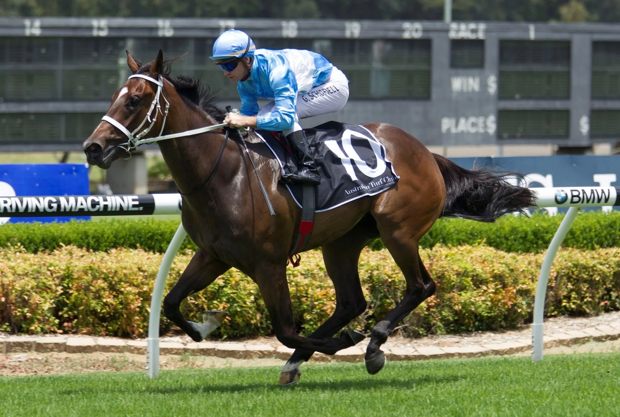From Within was a Blue Sky Bloodstock Magic Millions yearling purchase from the draft of Yarraman Park Stud.