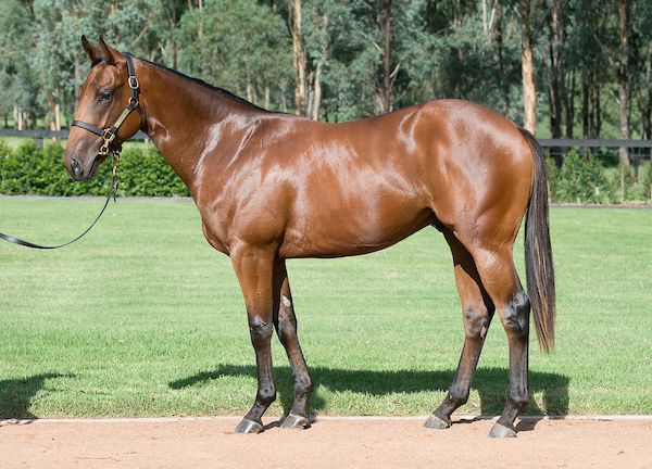 Lot 185: Fastnet Rock x Inglorious colt - Kia Ora Stud