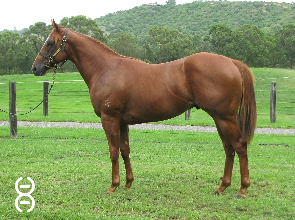 Lot 242: Snitzel x Montana Downs colt - Davali Thoroughbreds