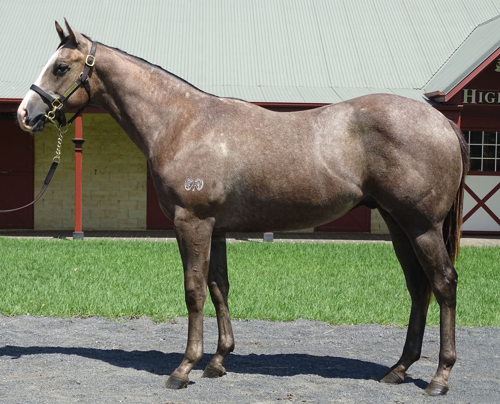 Lot 351: Snitzel x Simply Beautiful colt - Highgrove Stud