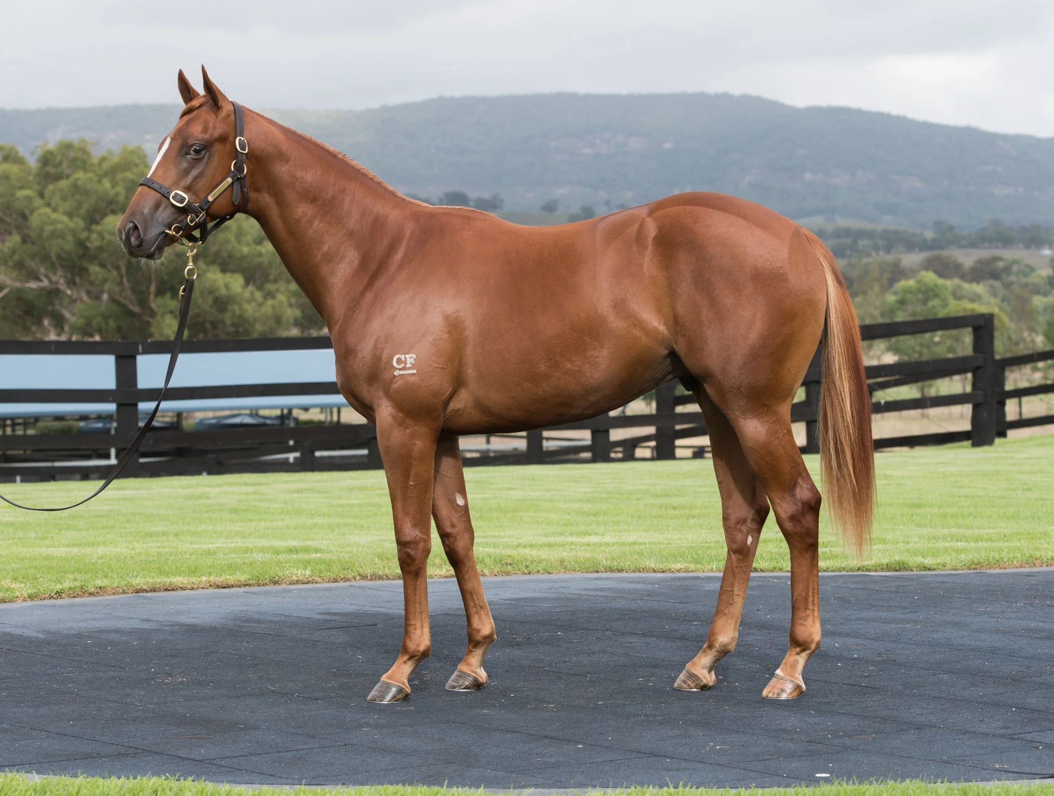 Lot 358: Exceed And Excel x Snowdrift colt - Cressfield Stud