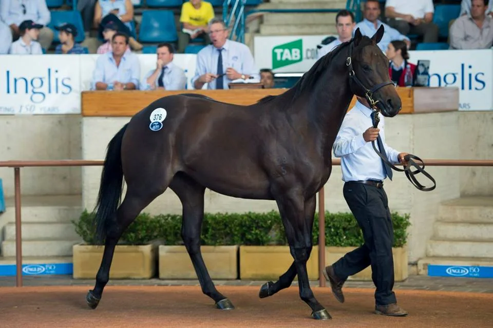 Lot 376: I Am Invincible x Streetcar Stella colt - Widden Stud