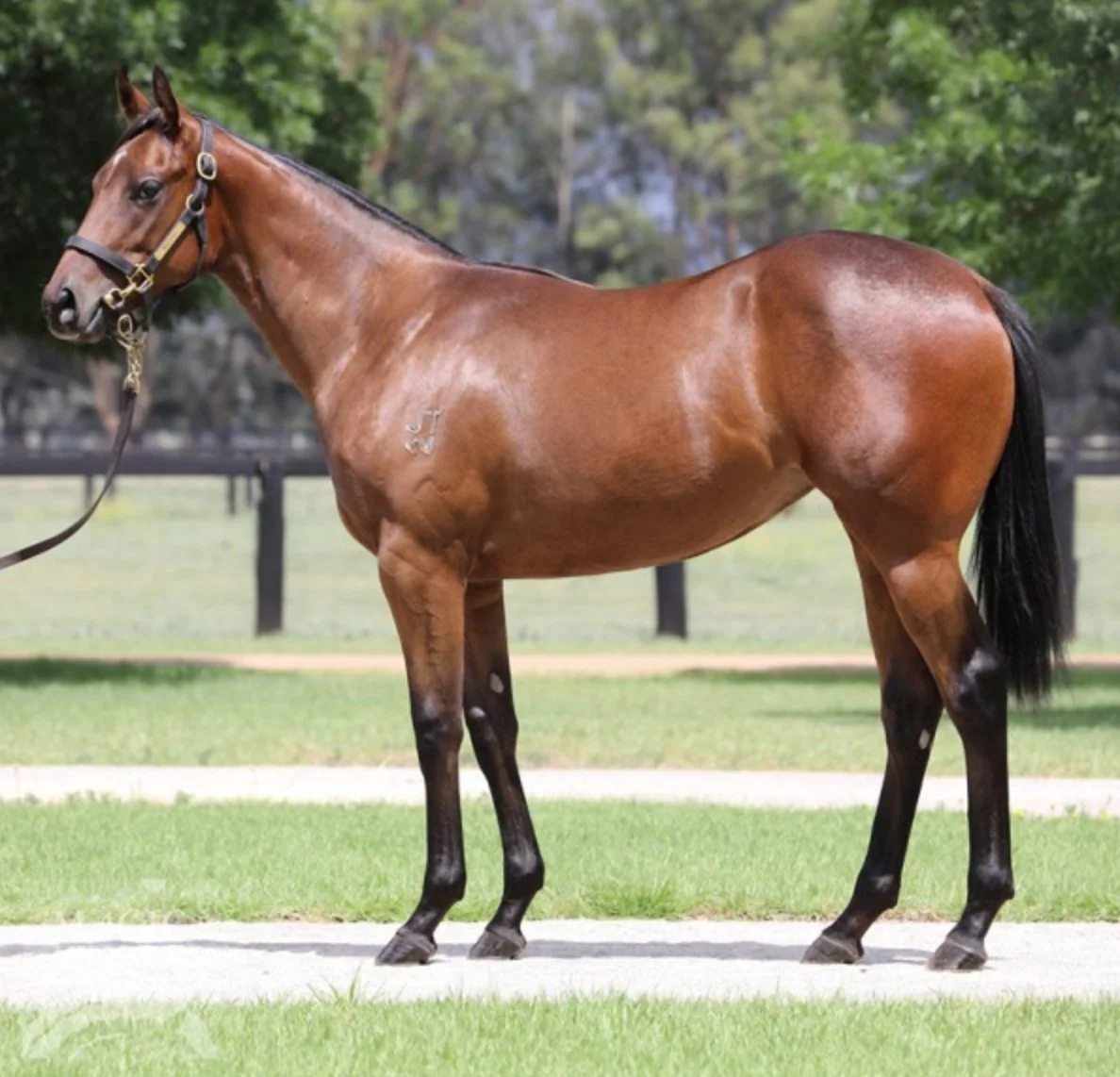 Sunlight yearling.jpg