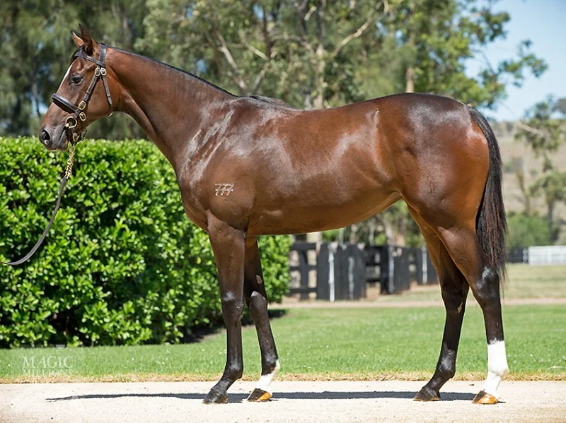 Lot 382 Sebring x Rocha filly.jpg