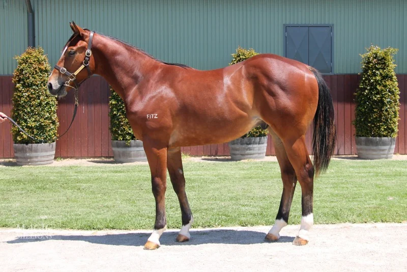 Lot 58: Hinchinbrook x Maglissa colt
