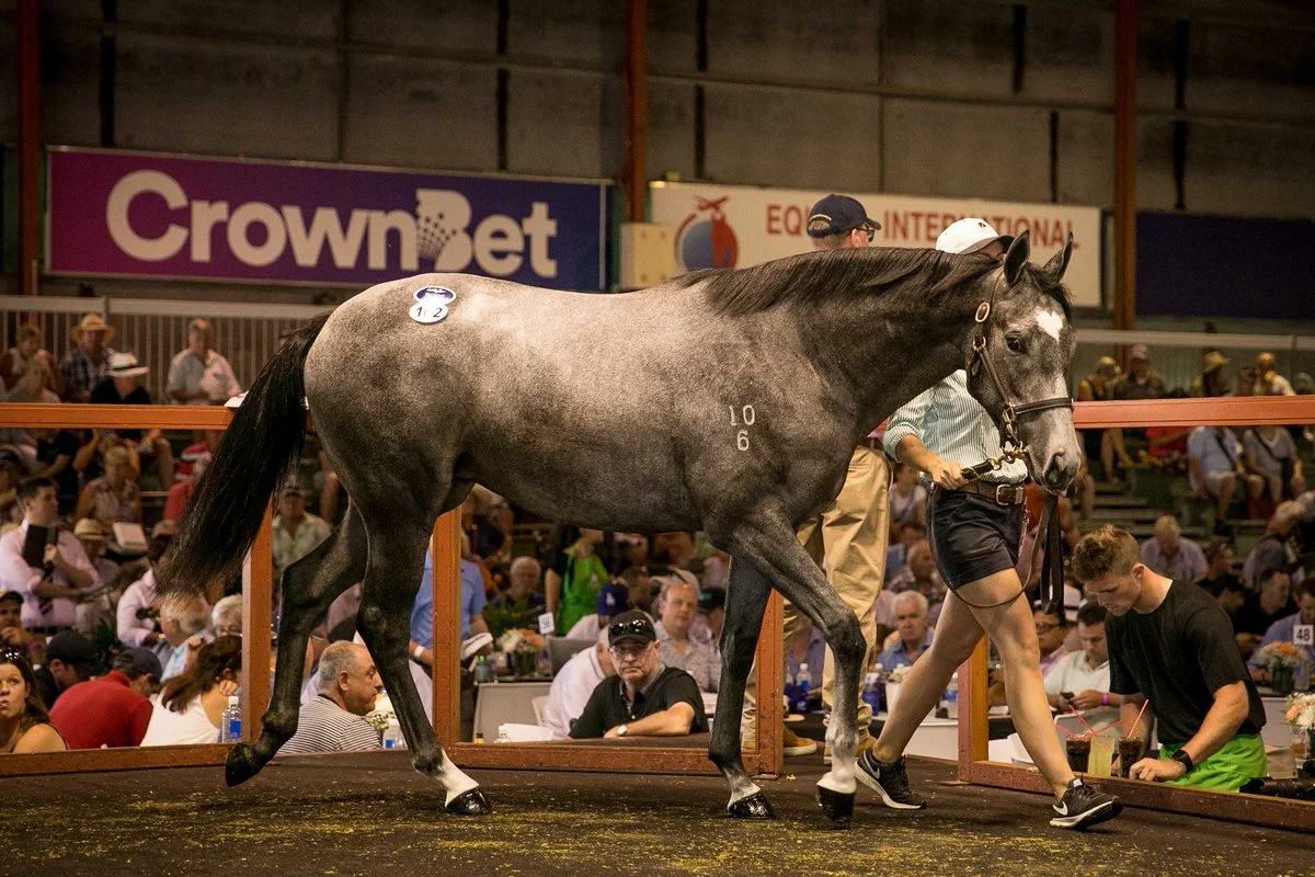 Lot 102: More Than Ready x Moone's My Name filly