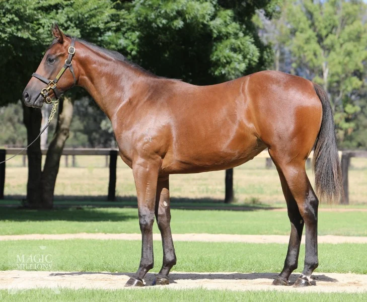 Sunlight pictured as a yearling in the Widden Stud draft