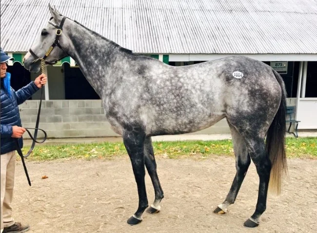 Stakes Winning French Mare - STORMY VICTORIA, a Keeneland broodmare purchase by Blue Sky Bloodstock on behalf of John Muir’s Milburn Creek Stud.