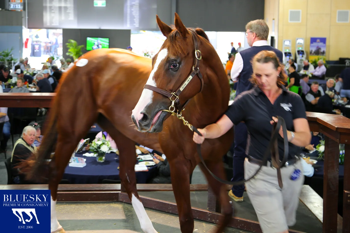 Blue Sky Premium Consignment Top Offering SEXY EYES sells for $650,000 to Suman Hedge Bloodstock
