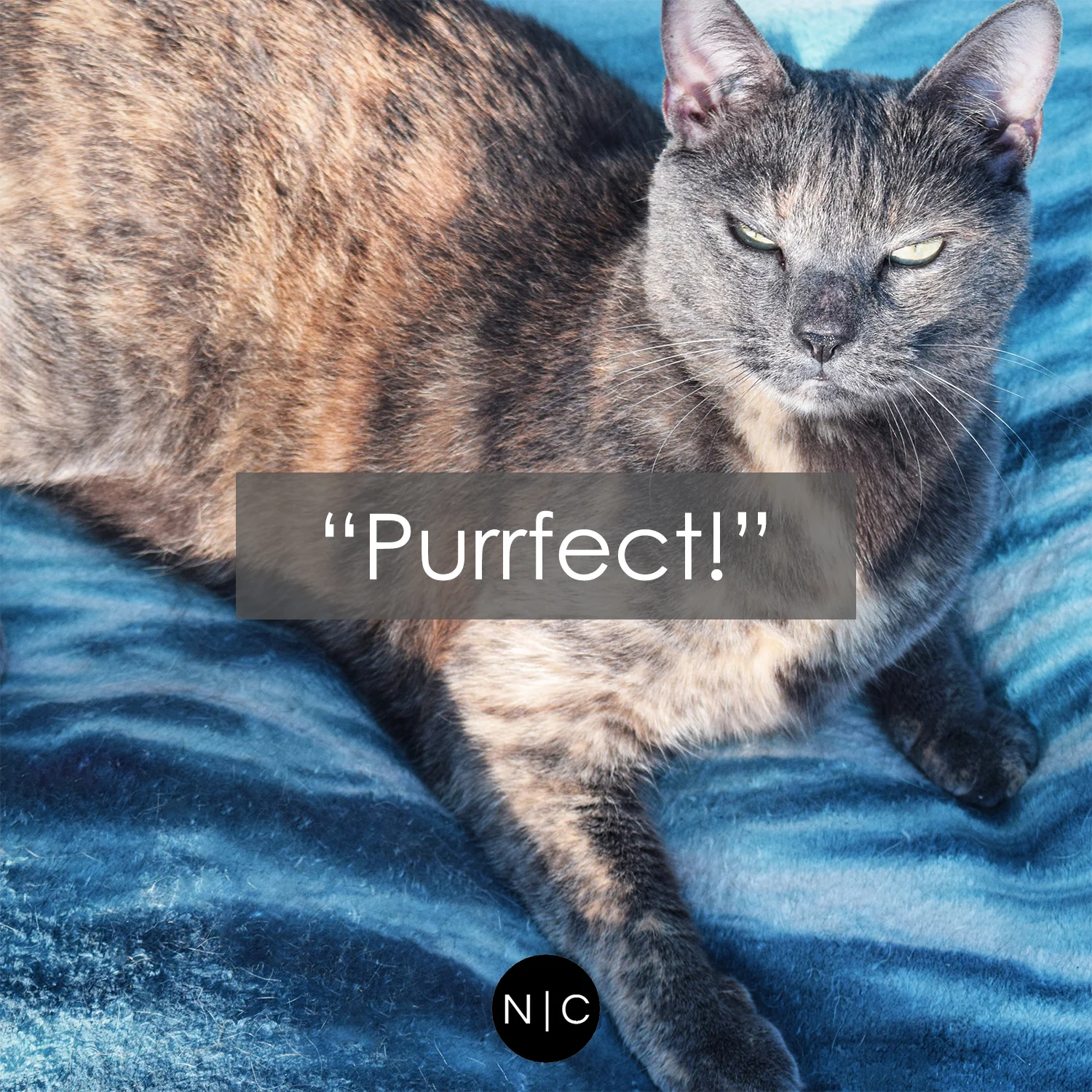 00 Purrfect.jpg
