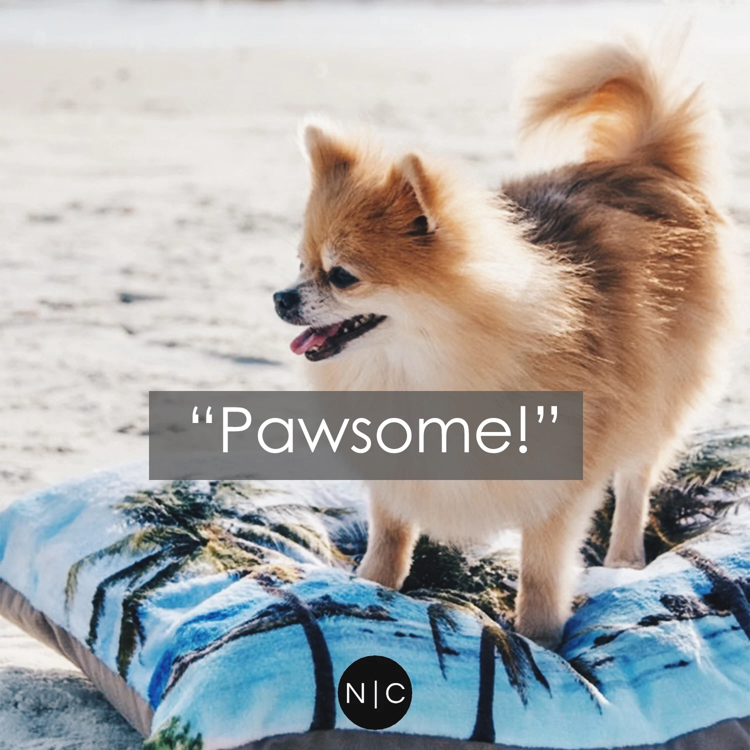 North Beach Palms - Pet Bed