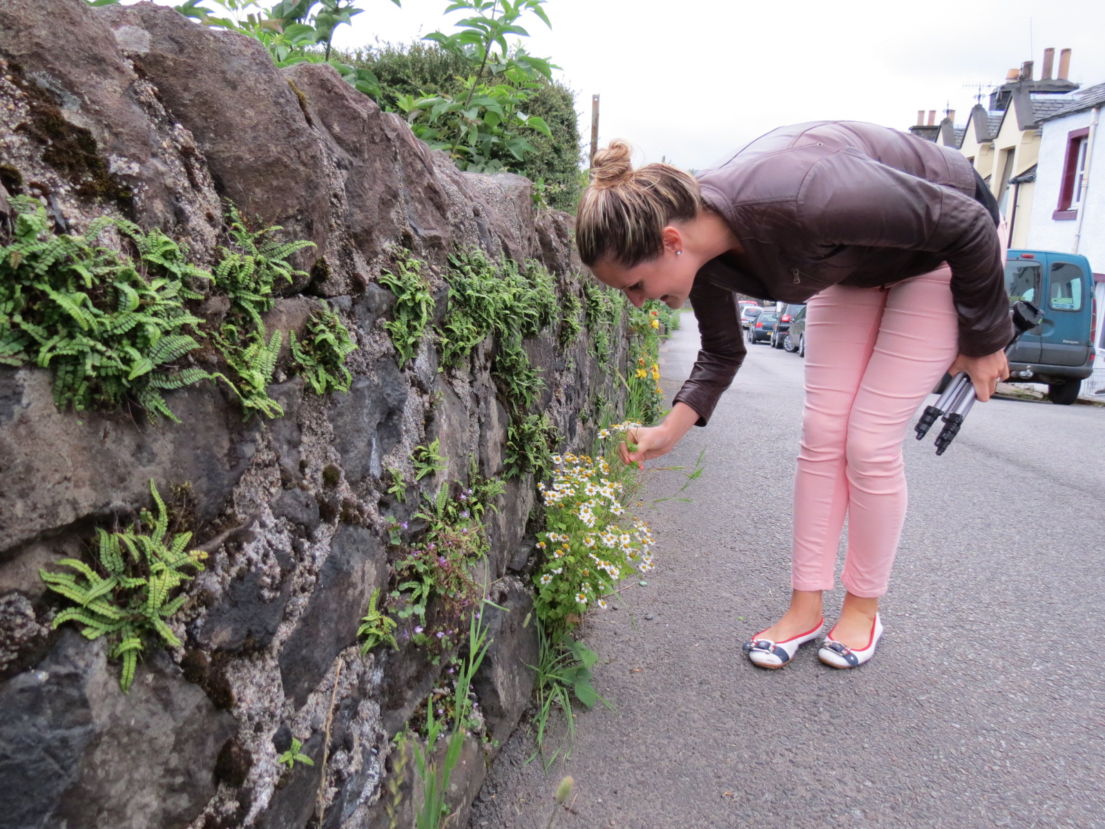 Discovering wild herbs on the streets of Tobermory, Isle of Mull, Scotland