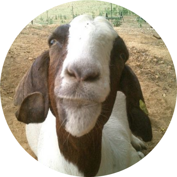 Goat.png