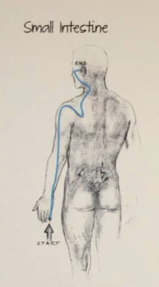 Small Intestine Meridian