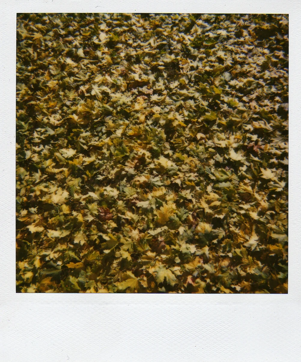 img136.jpg