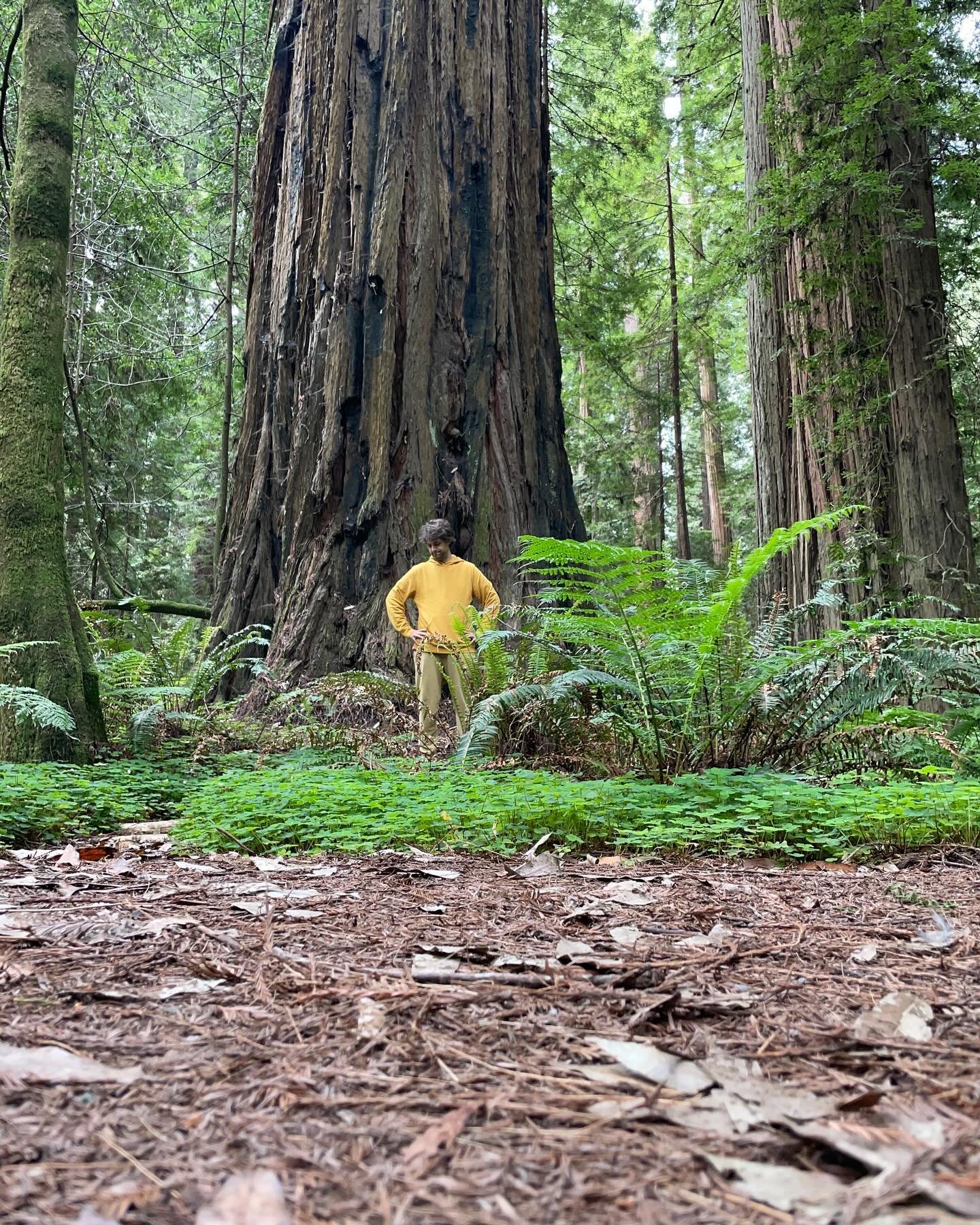 Trees &gt; people