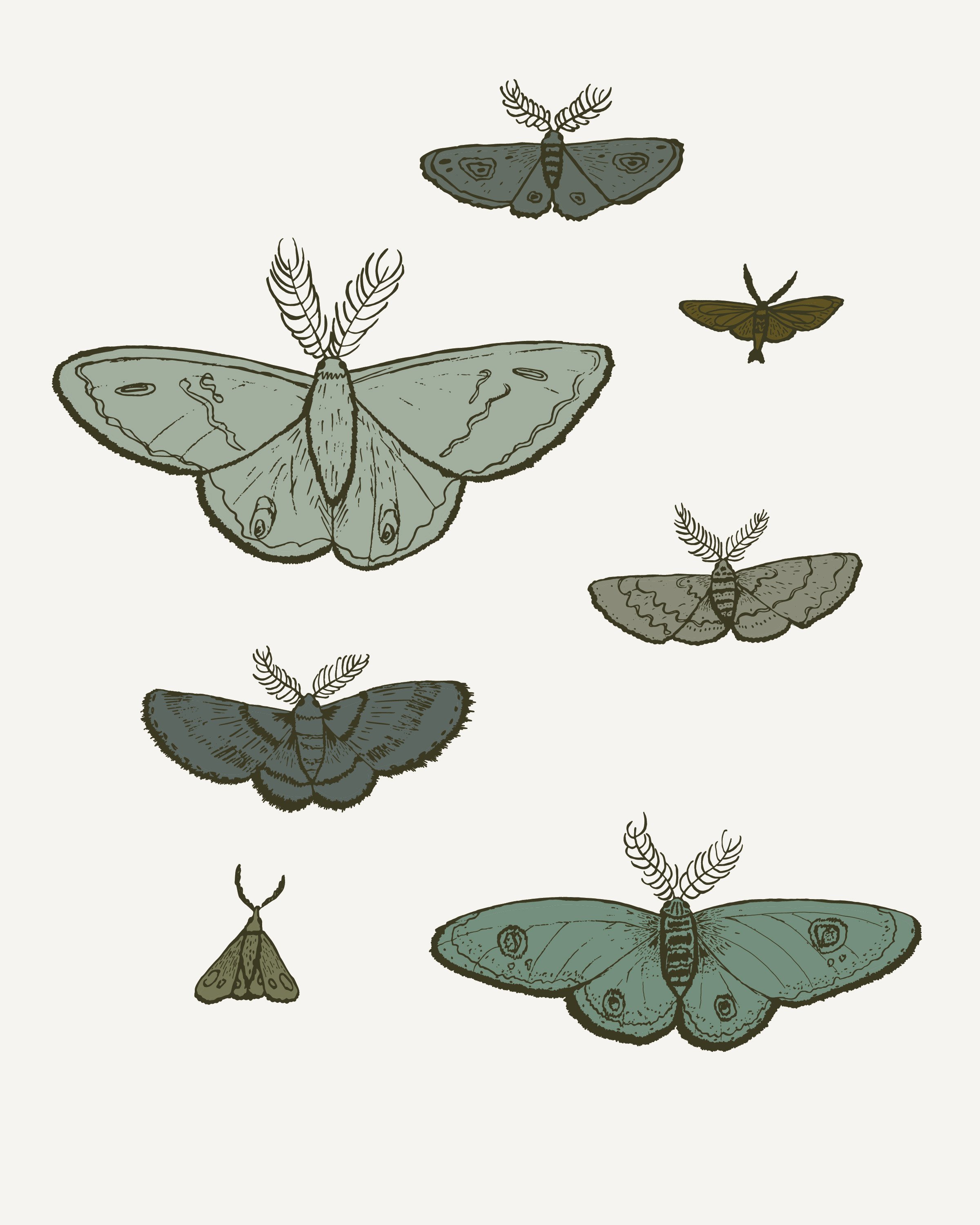 Moth Art  Wayfair