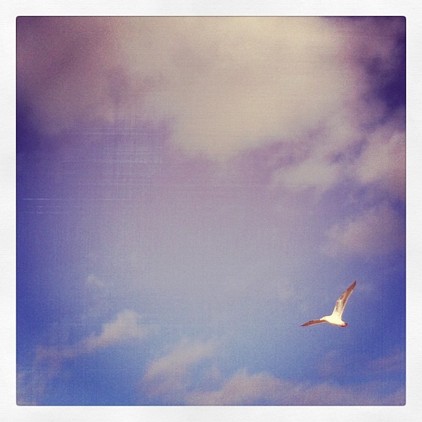 flyaway.jpg