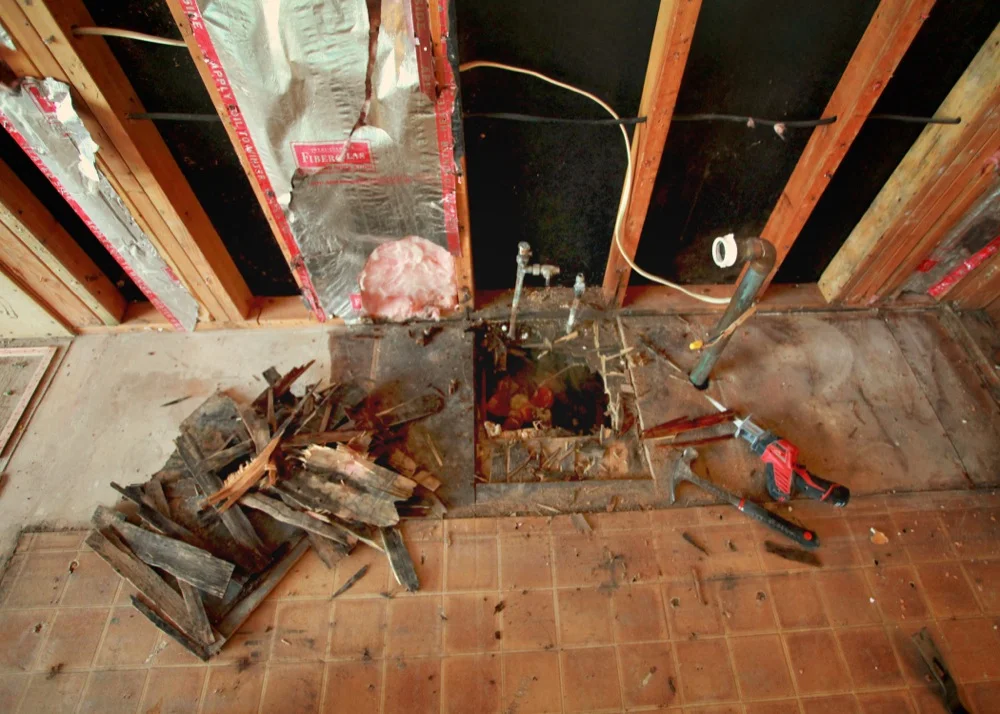 Rotten Wood.jpg