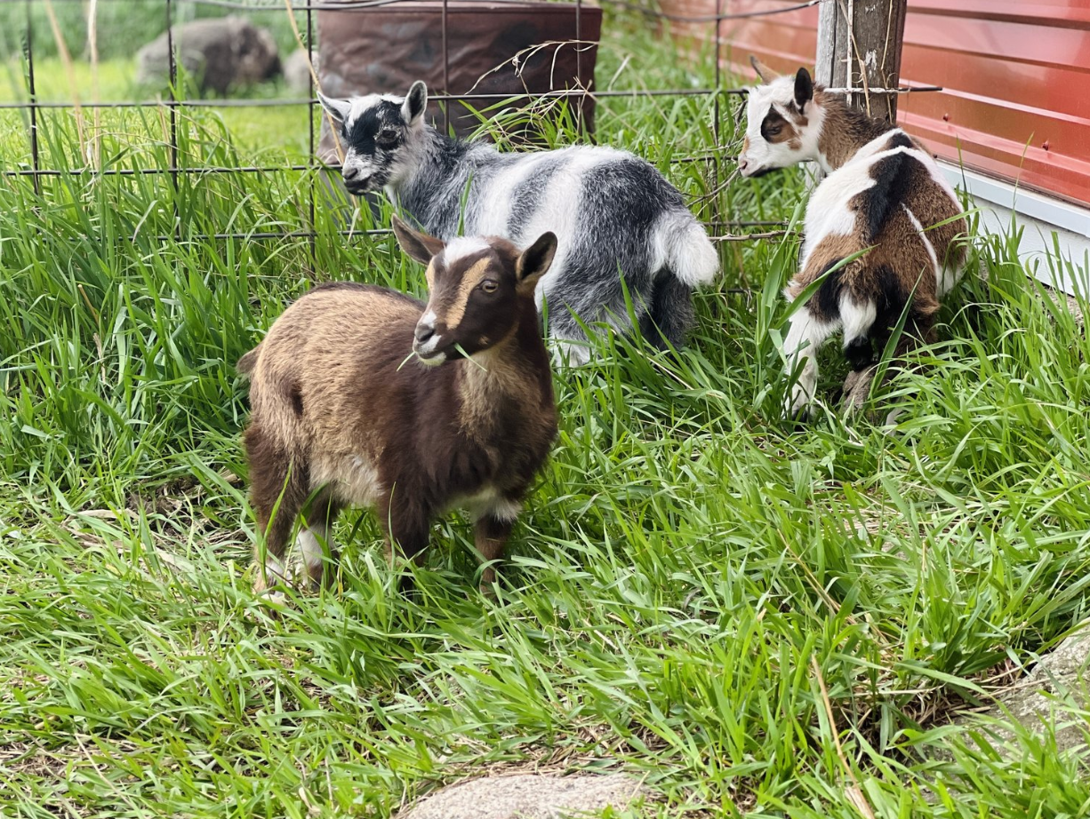 We Have Baby Goats!