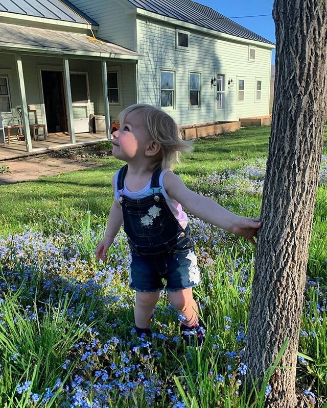 She'll be at least the 8th/9th generation of our family to grow up on this farm. #feelinlucky #stella photo by @poodlemumum