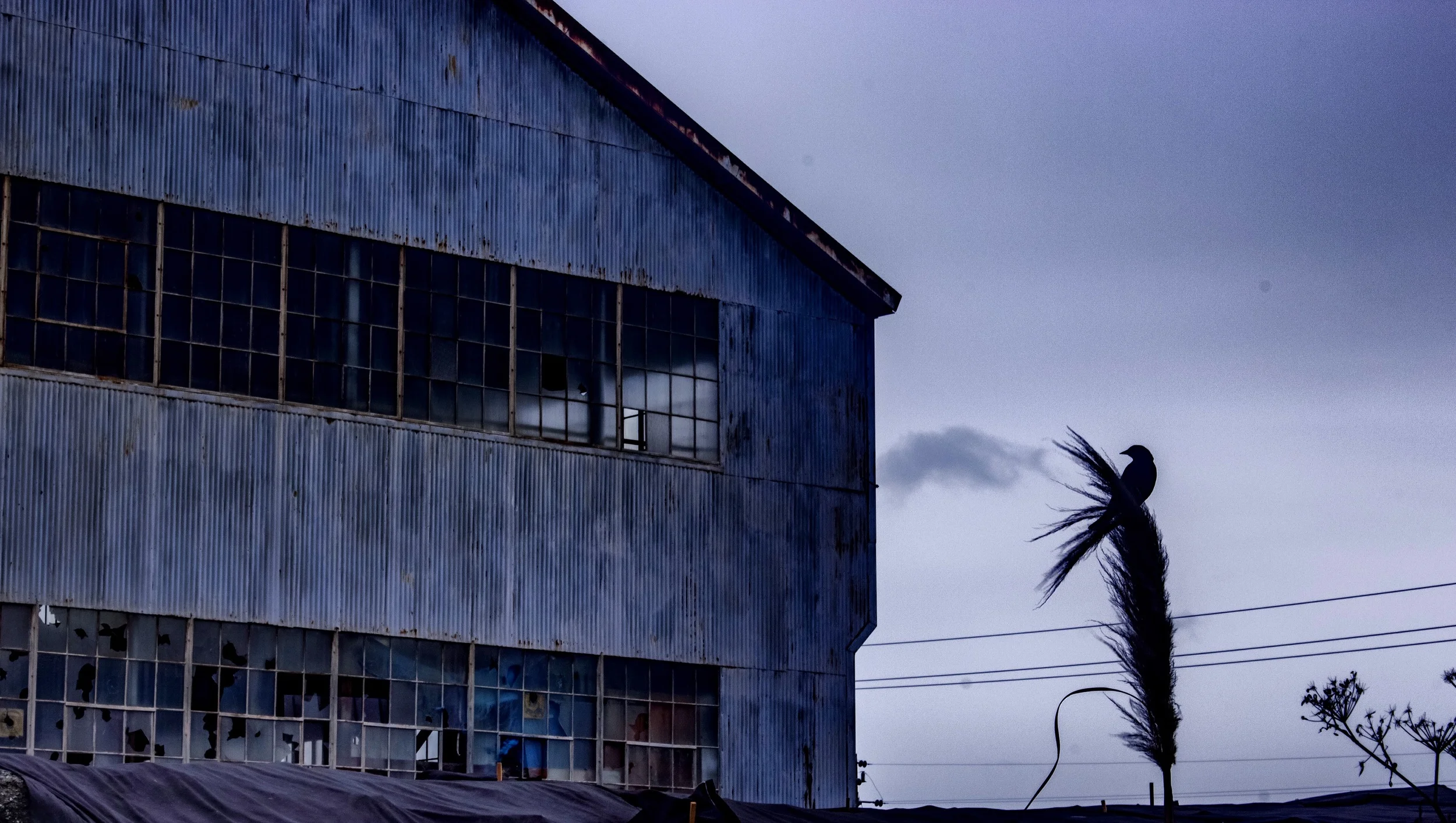 Building 808, Red Winged Blackbird