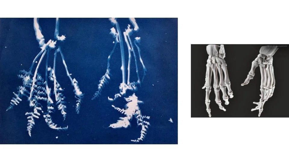 skeletonhands xray.jpg