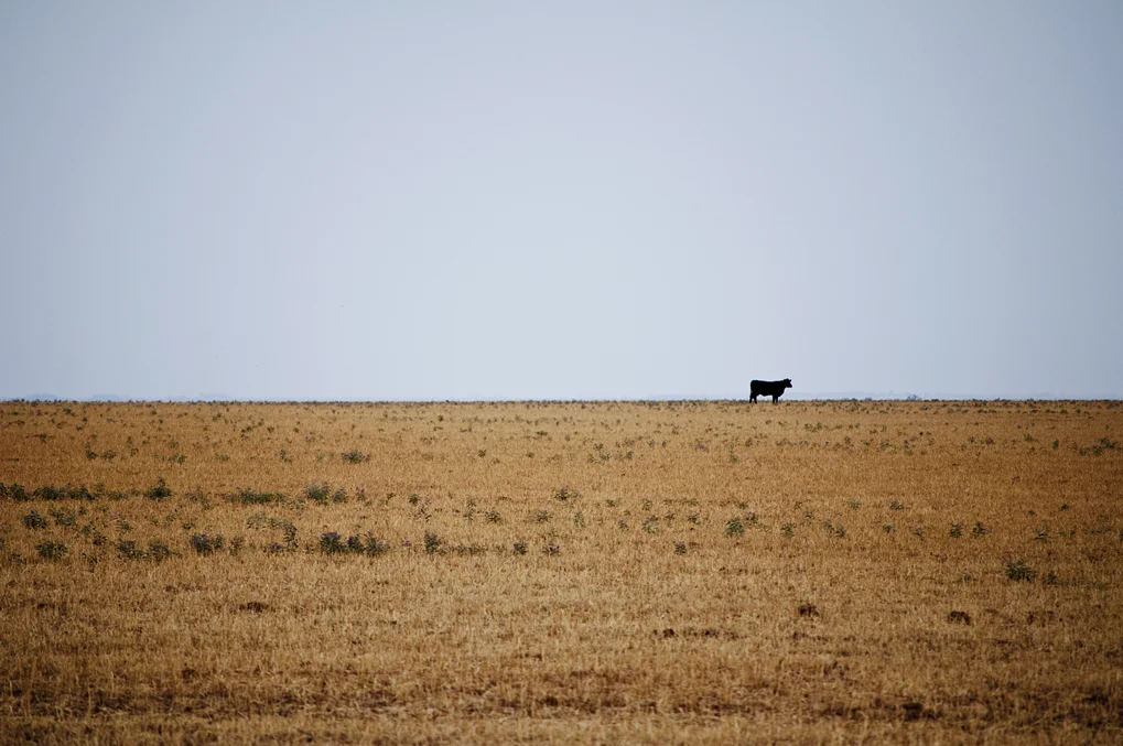 Lubbock Cow, 2012