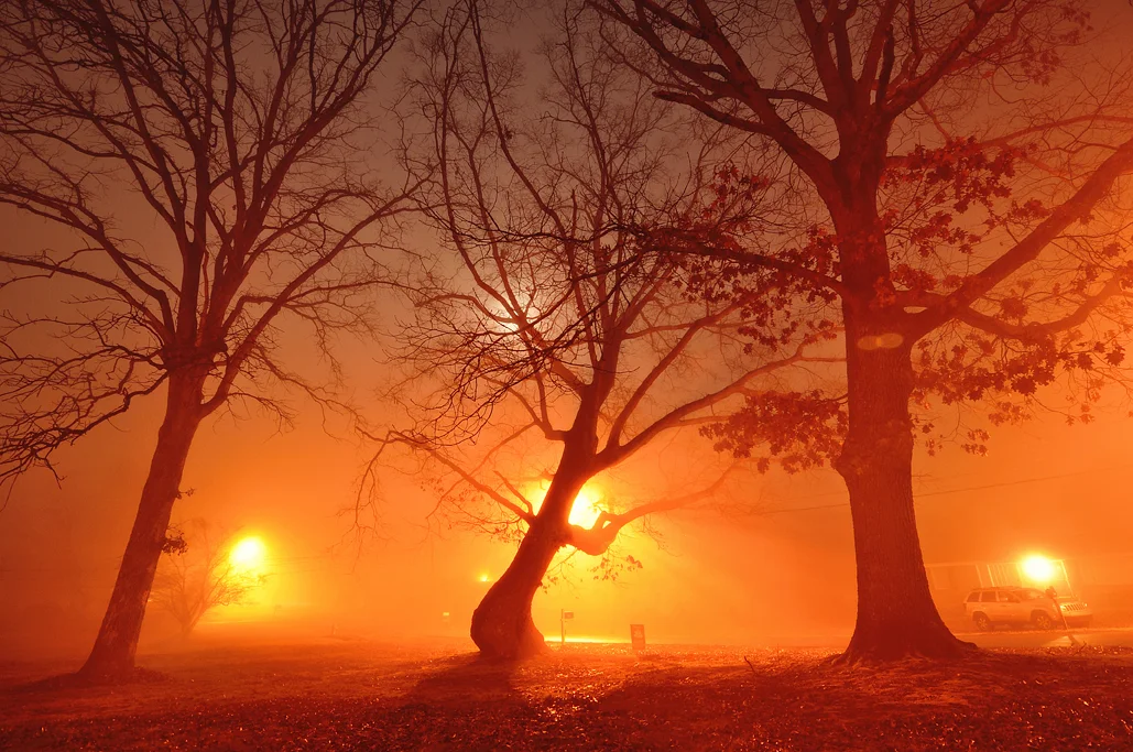 Three Trees, 2013