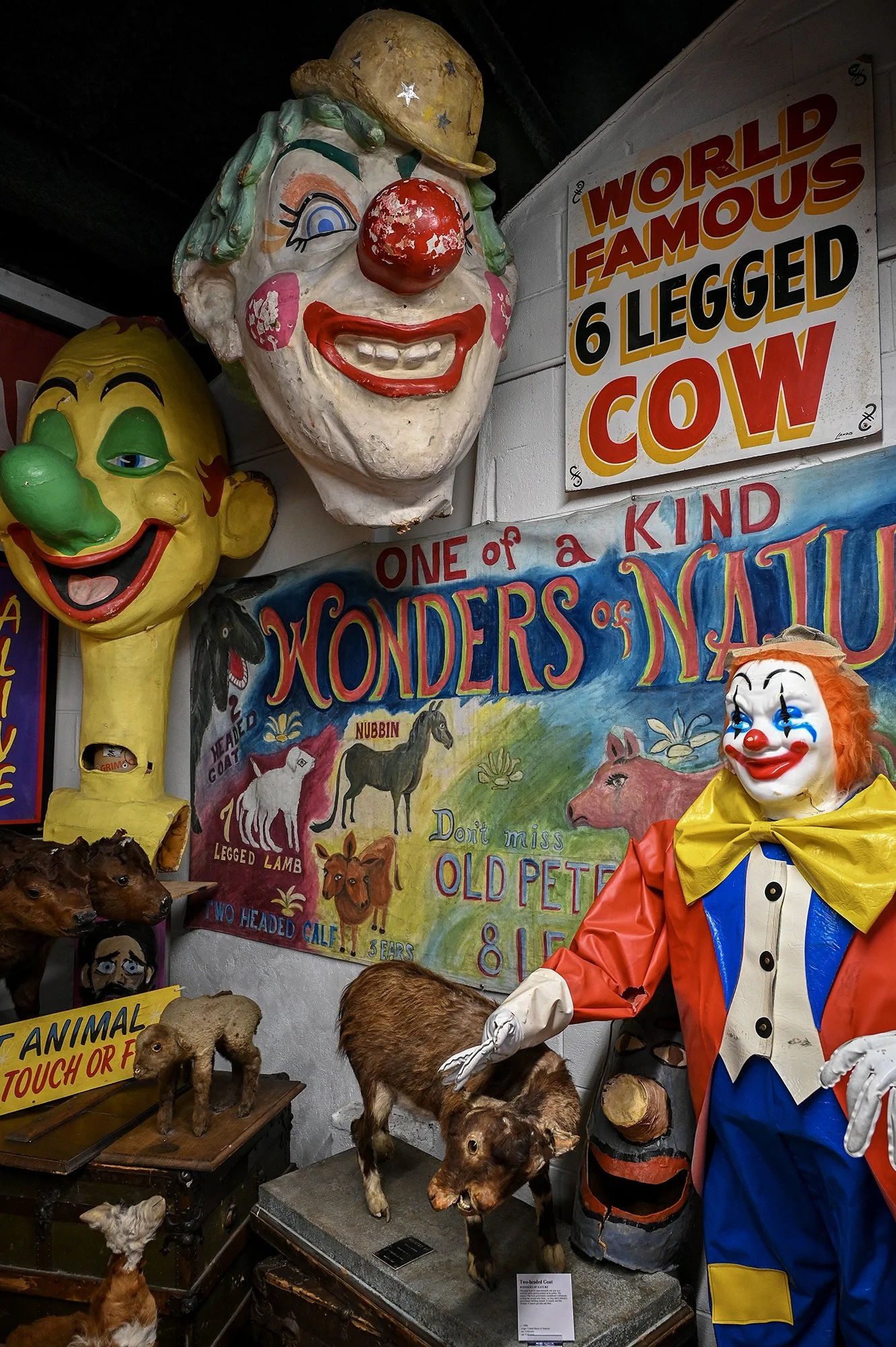 The Oddities Museum, 2026