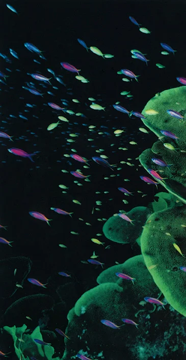 Neon_visual.jpg