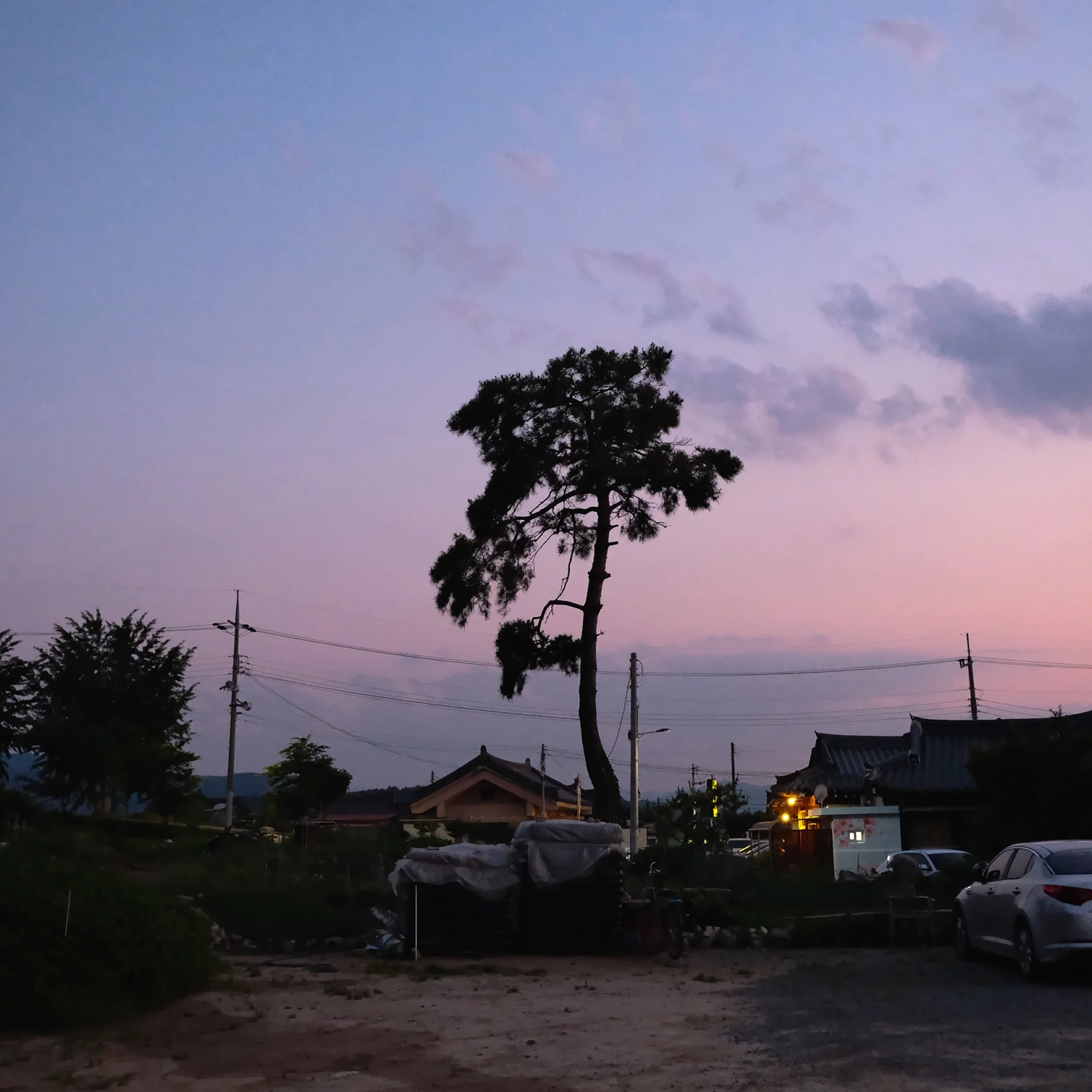 korea - the tree.JPG