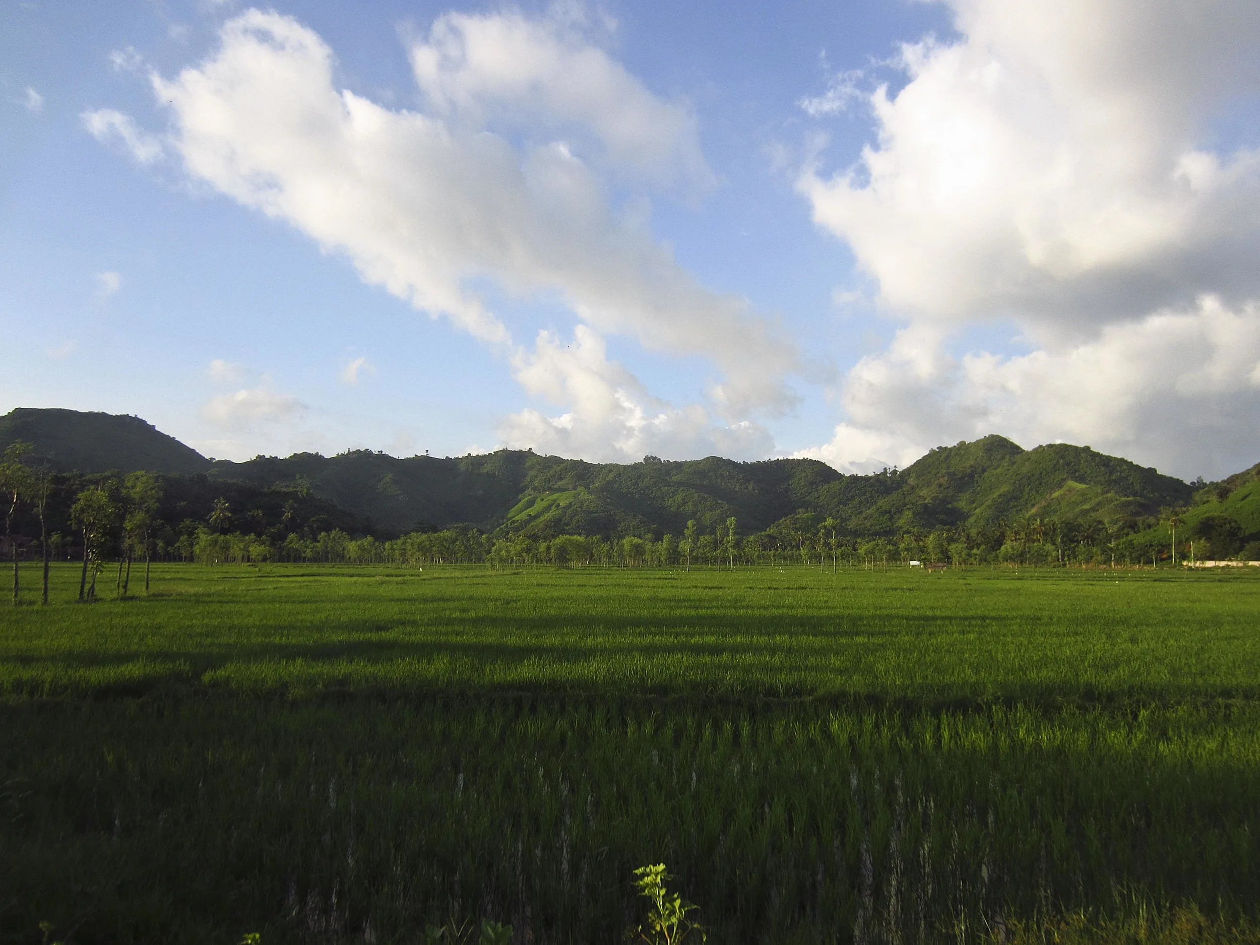 Lombok Rice Paddies (Indonesia)