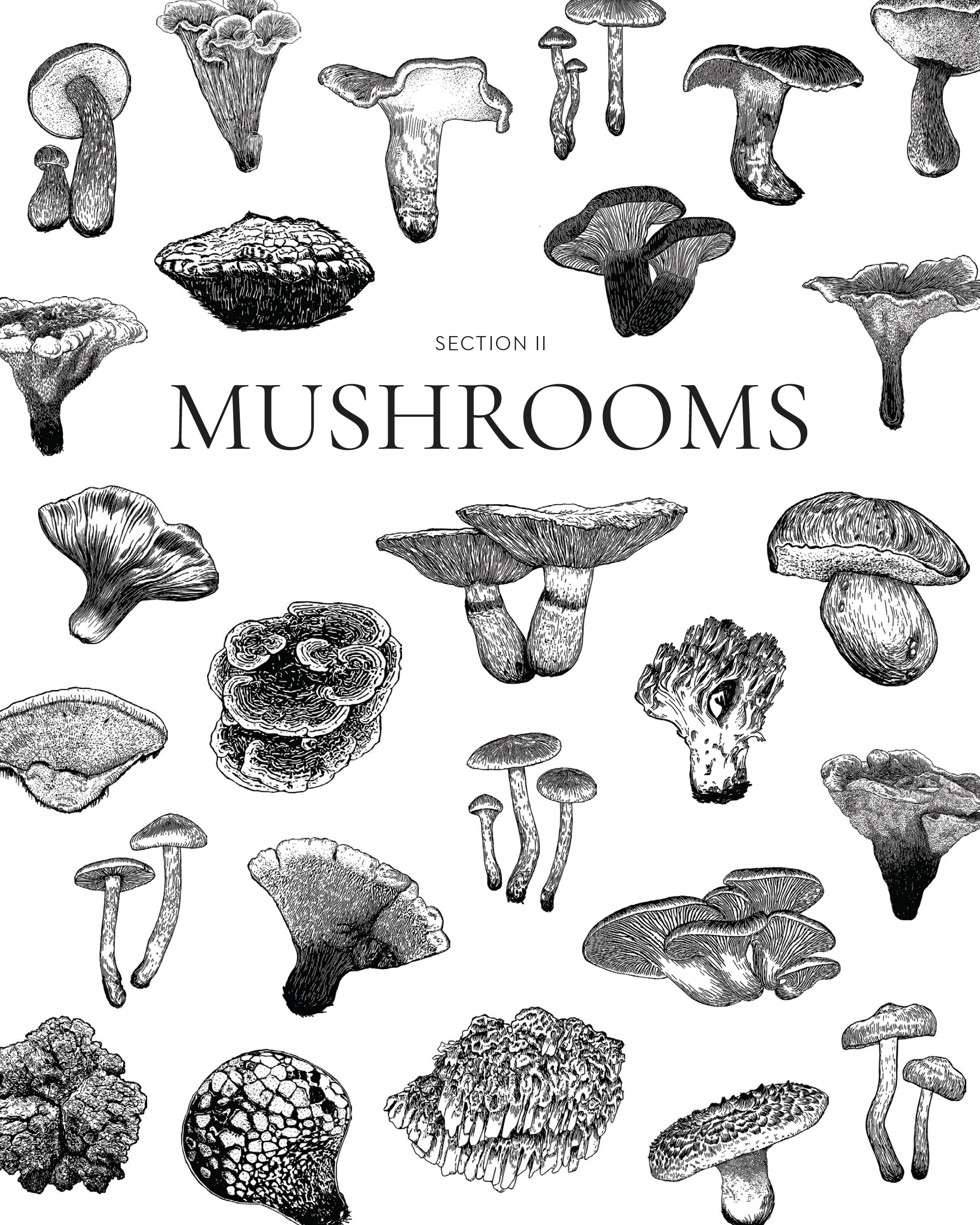 00 MCA Mushroom Section.png