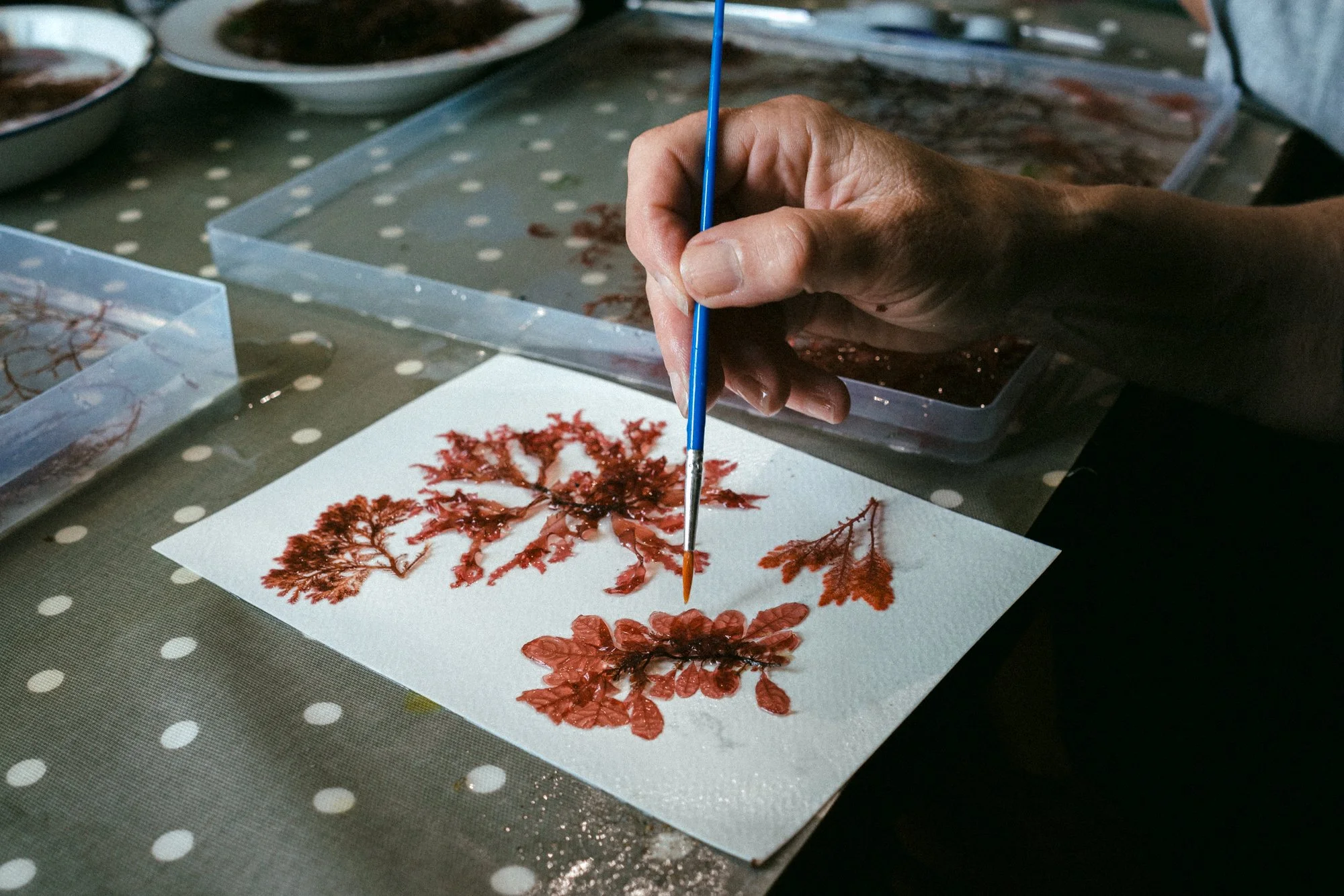 Seaweed art-11.jpg