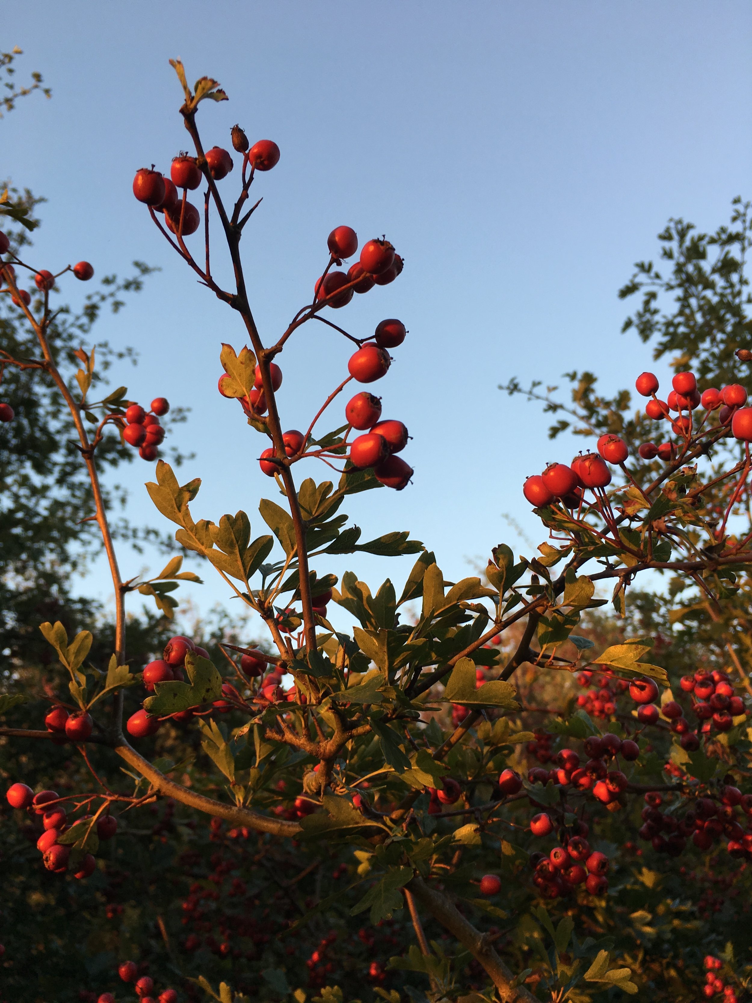 Hawthorn in  Autumn.JPG