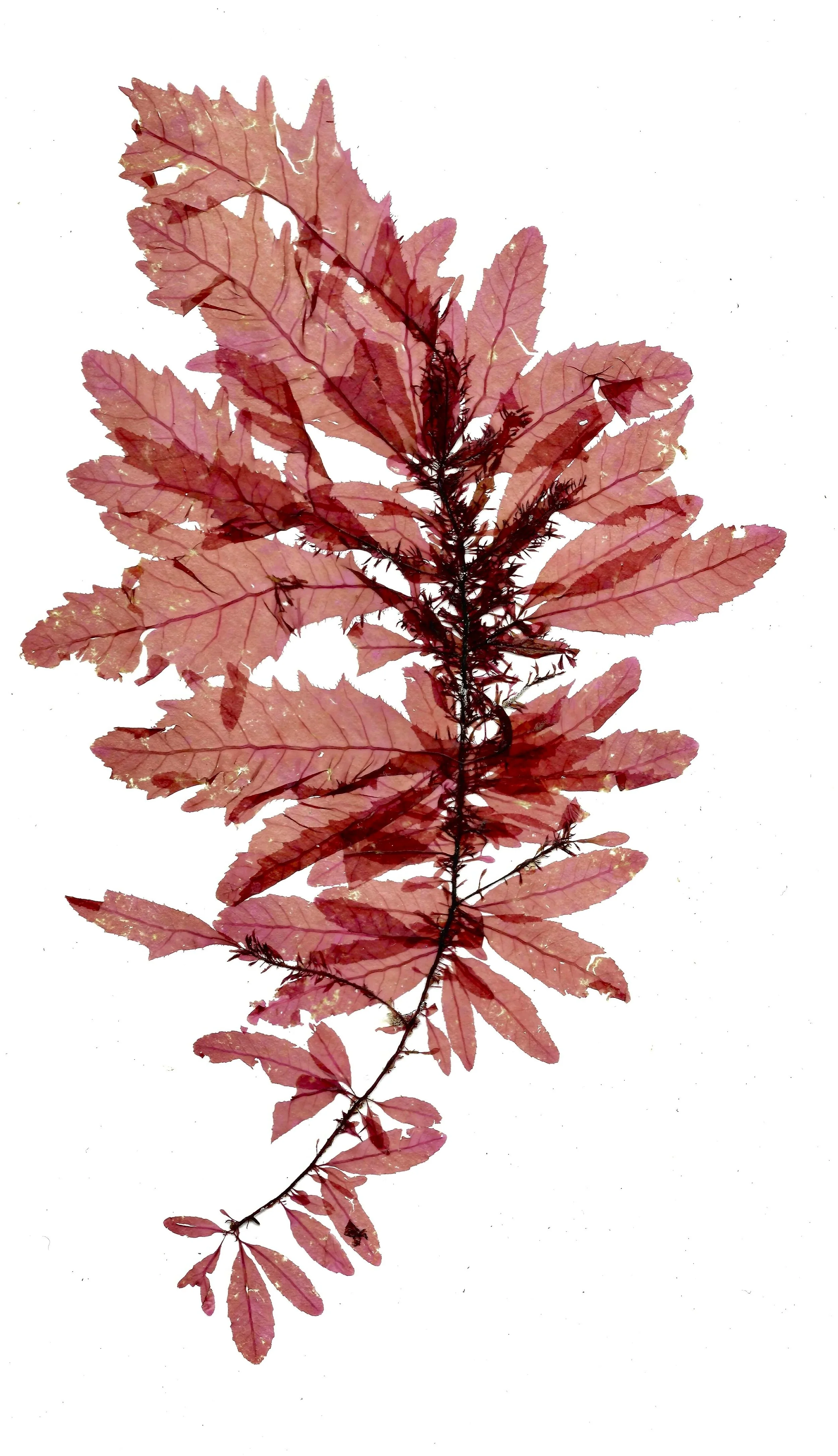 Seaweed+scan+1+10+copy.jpg