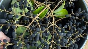 PrivetBerries.jpg