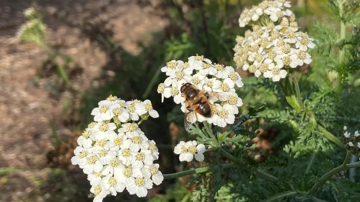 Yarrow_Greta+2.jpg