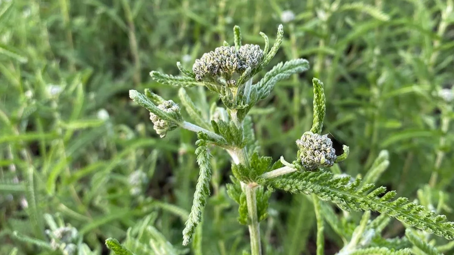 Yarrow_Greta+3.jpg