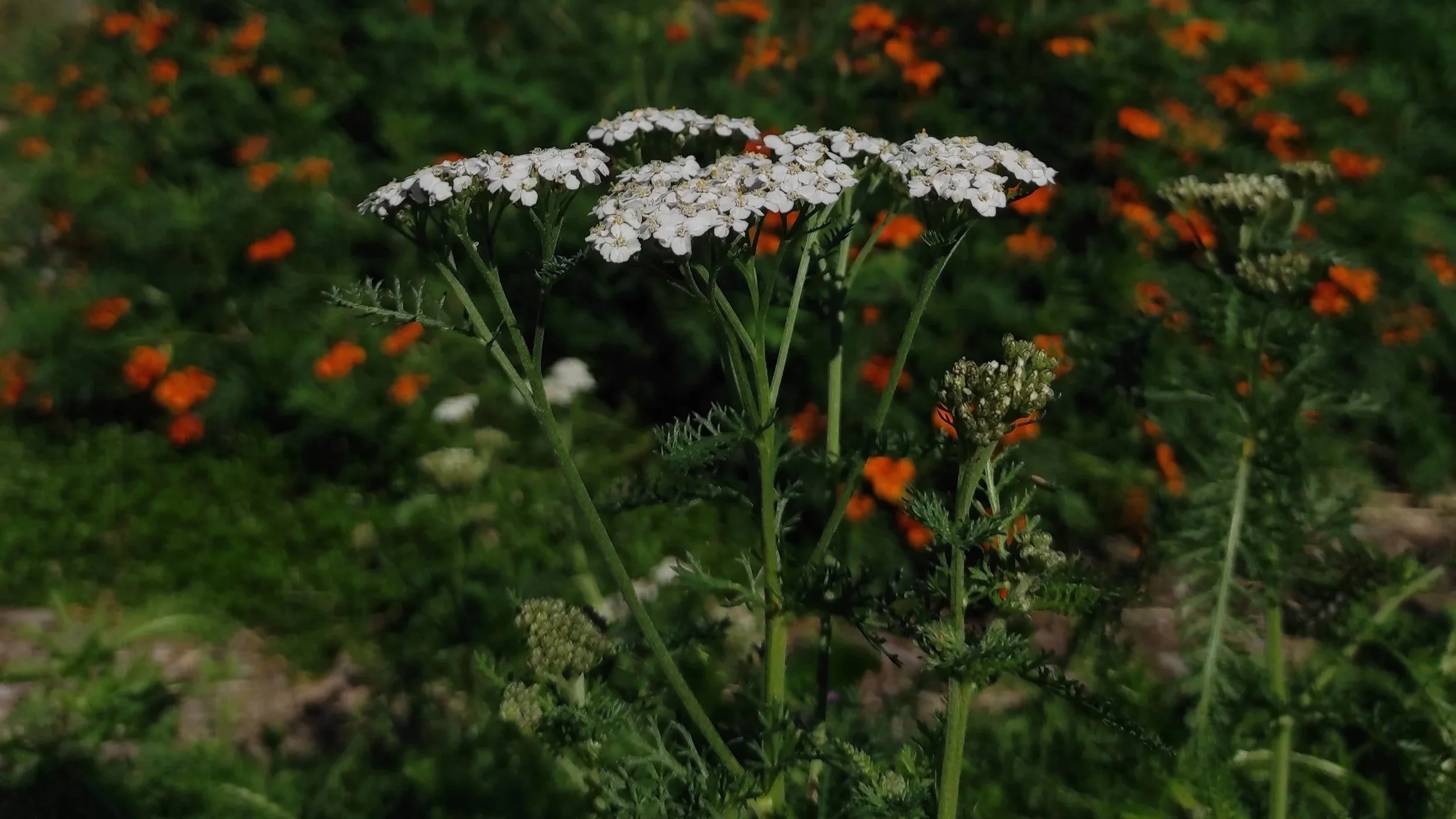 Yarrow_Greta+6.jpg