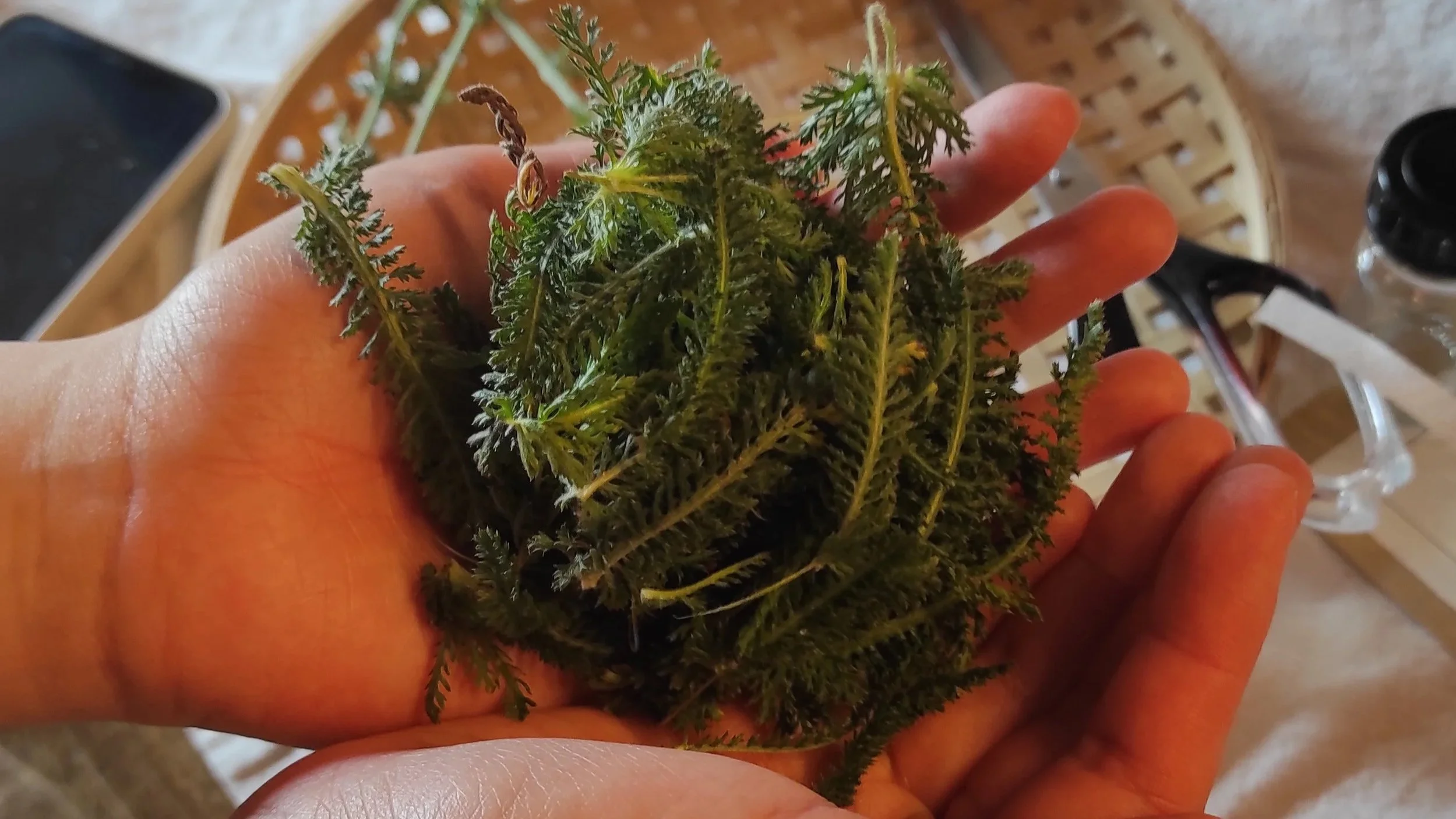 Yarrow_Greta+7.jpg